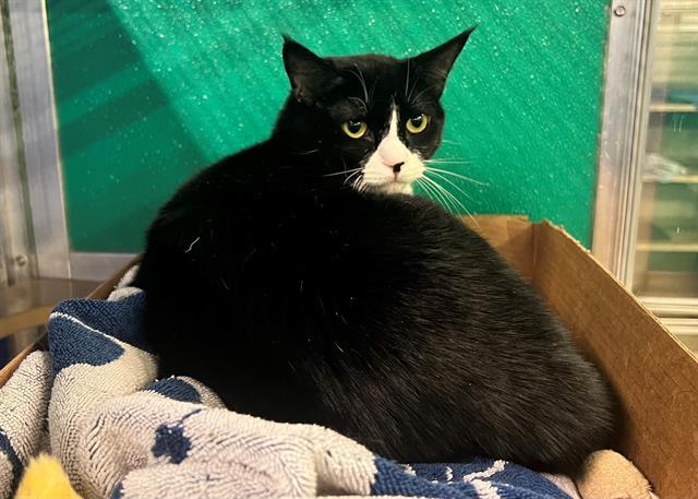 REVA, an adoptable Domestic Short Hair in Norfolk, VA, 23502 | Photo Image 1