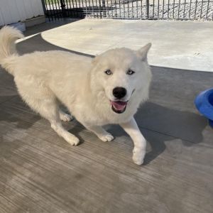 King Bob, Adult Male Husky
