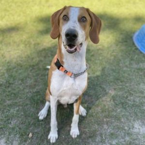 Lemon treeing hot sale walker coonhound