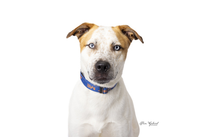 Vidor (sponsored), an adoptable Terrier, Mixed Breed in Rhinelander, WI, 54501 | Photo Image 1