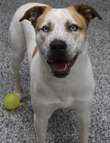 Vidor (sponsored), an adoptable Terrier, Mixed Breed in Rhinelander, WI, 54501 | Photo Image 2