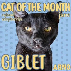 Hey there Im Giblet your soon-to-be feline bestie Im a sleek black kitten ready to bring some s