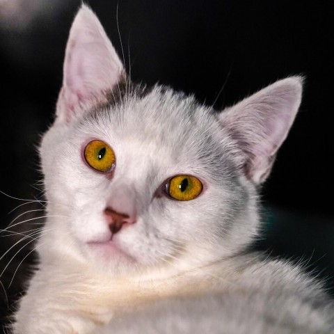 Loloma, an adoptable Domestic Short Hair in Thomaston, ME, 04861 | Photo Image 1