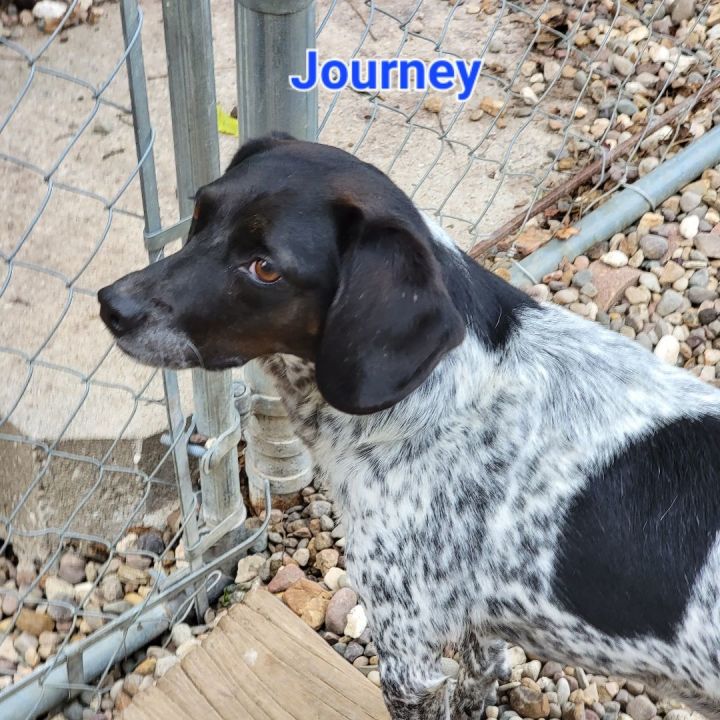 German shorthaired best sale pointer petfinder