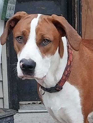 Dog for adoption - Tucker, a Mixed Breed in Deerfield, WI