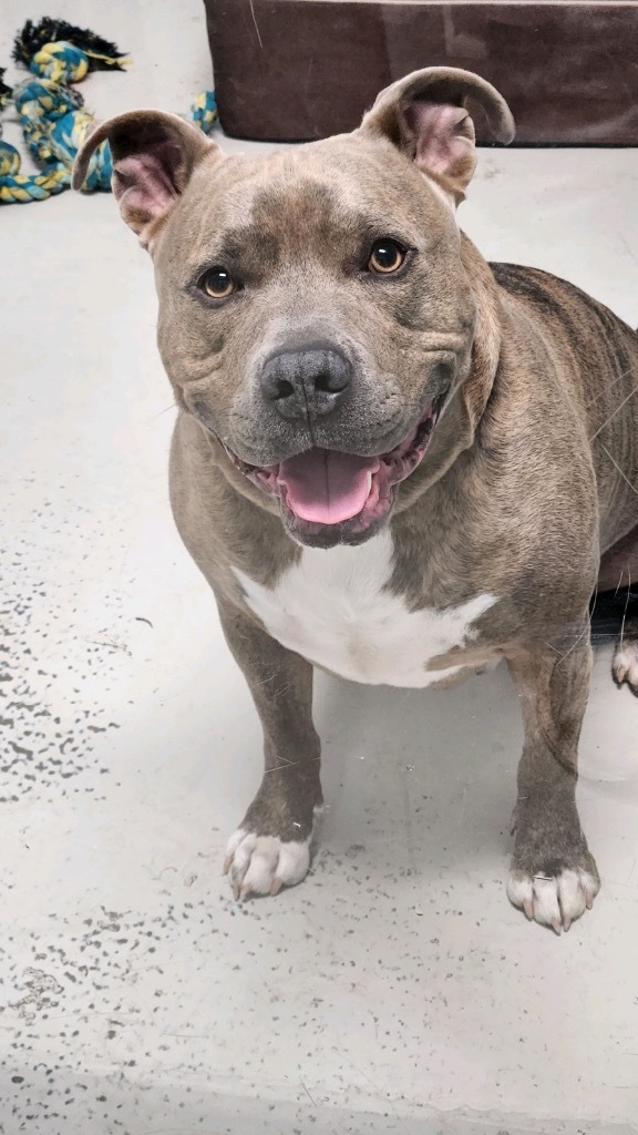 BOOMER, an adoptable Mixed Breed in Crandon, WI, 54520 | Photo Image 1