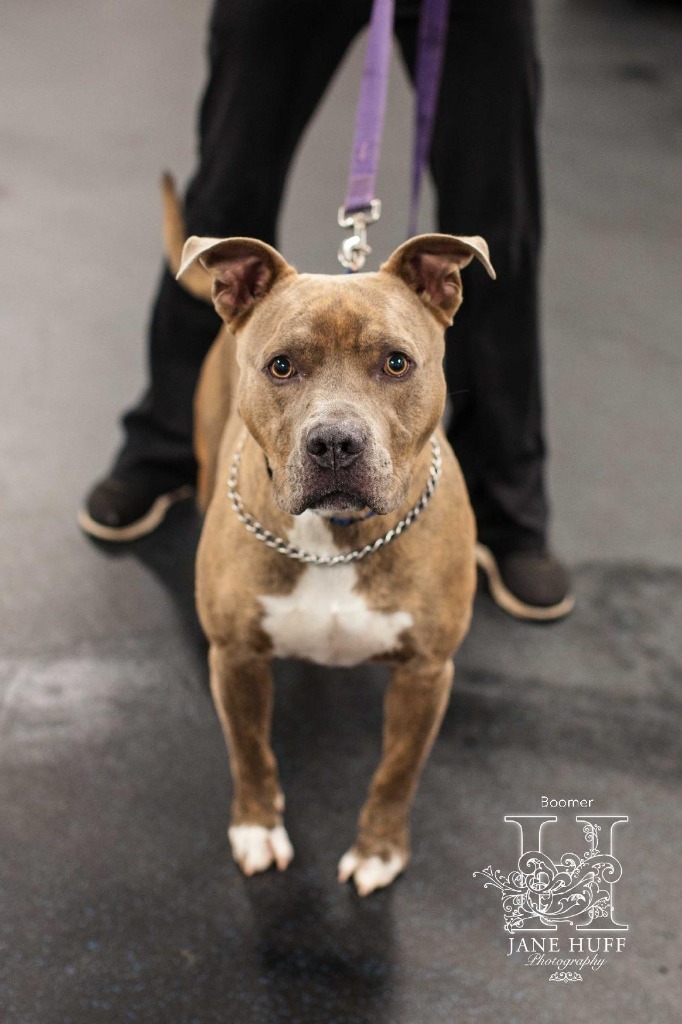 BOOMER, an adoptable Mixed Breed in Crandon, WI, 54520 | Photo Image 2