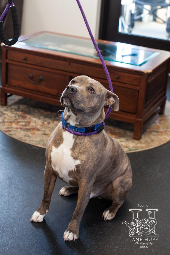 BOOMER, an adoptable Mixed Breed in Crandon, WI, 54520 | Photo Image 3