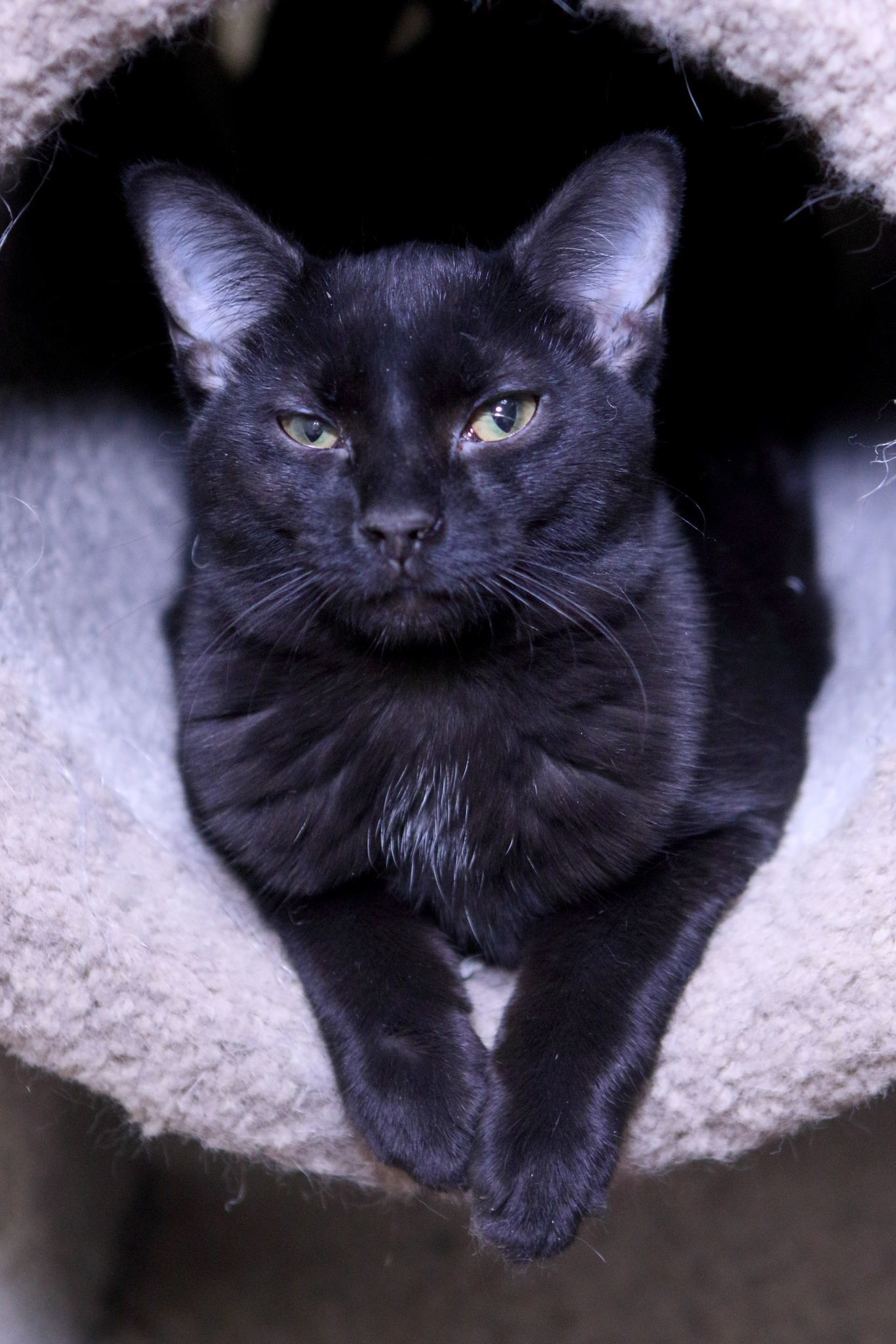 Karina, an adoptable Domestic Short Hair in Austin, MN, 55912 | Photo Image 1
