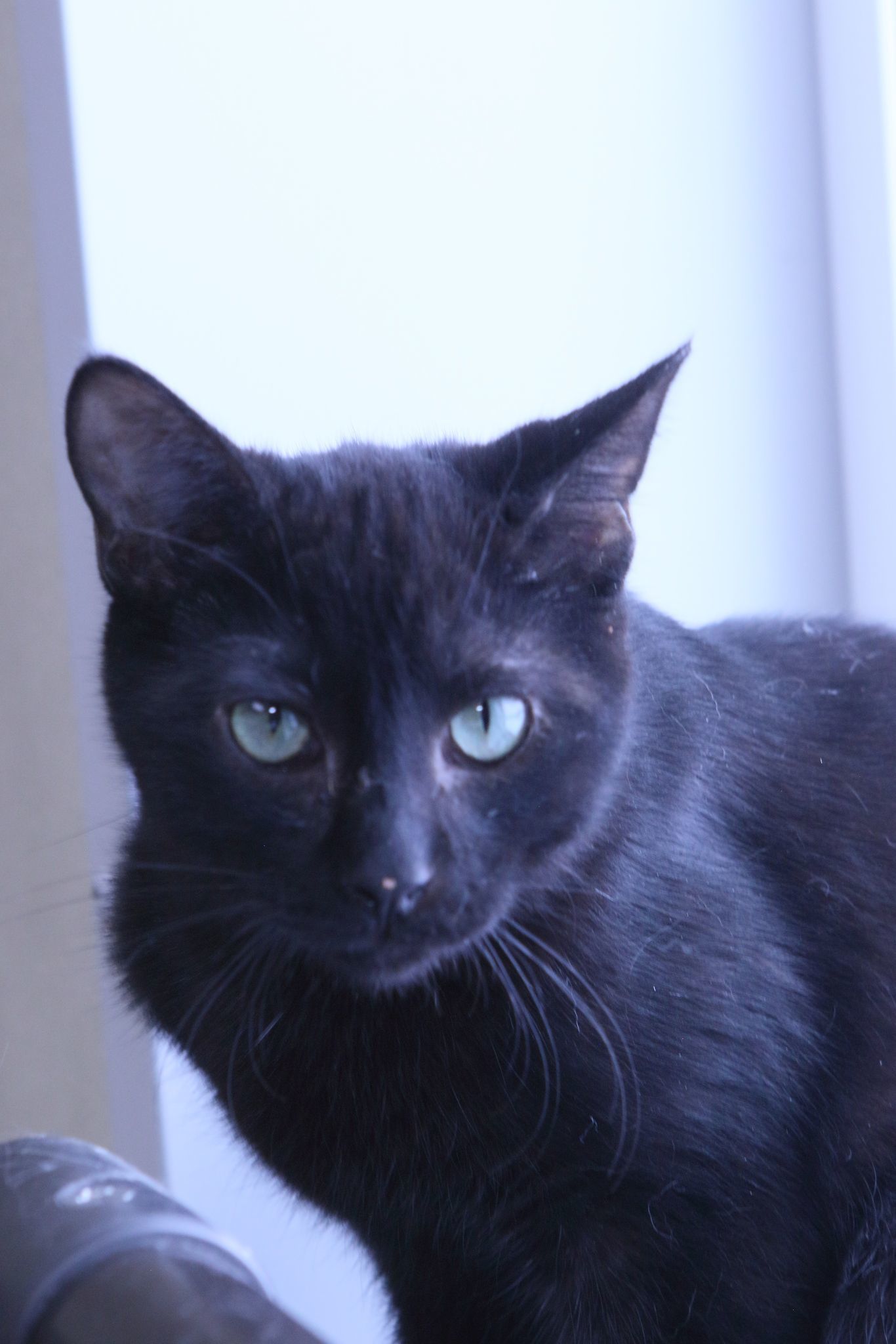 Karina, an adoptable Domestic Short Hair in Austin, MN, 55912 | Photo Image 2