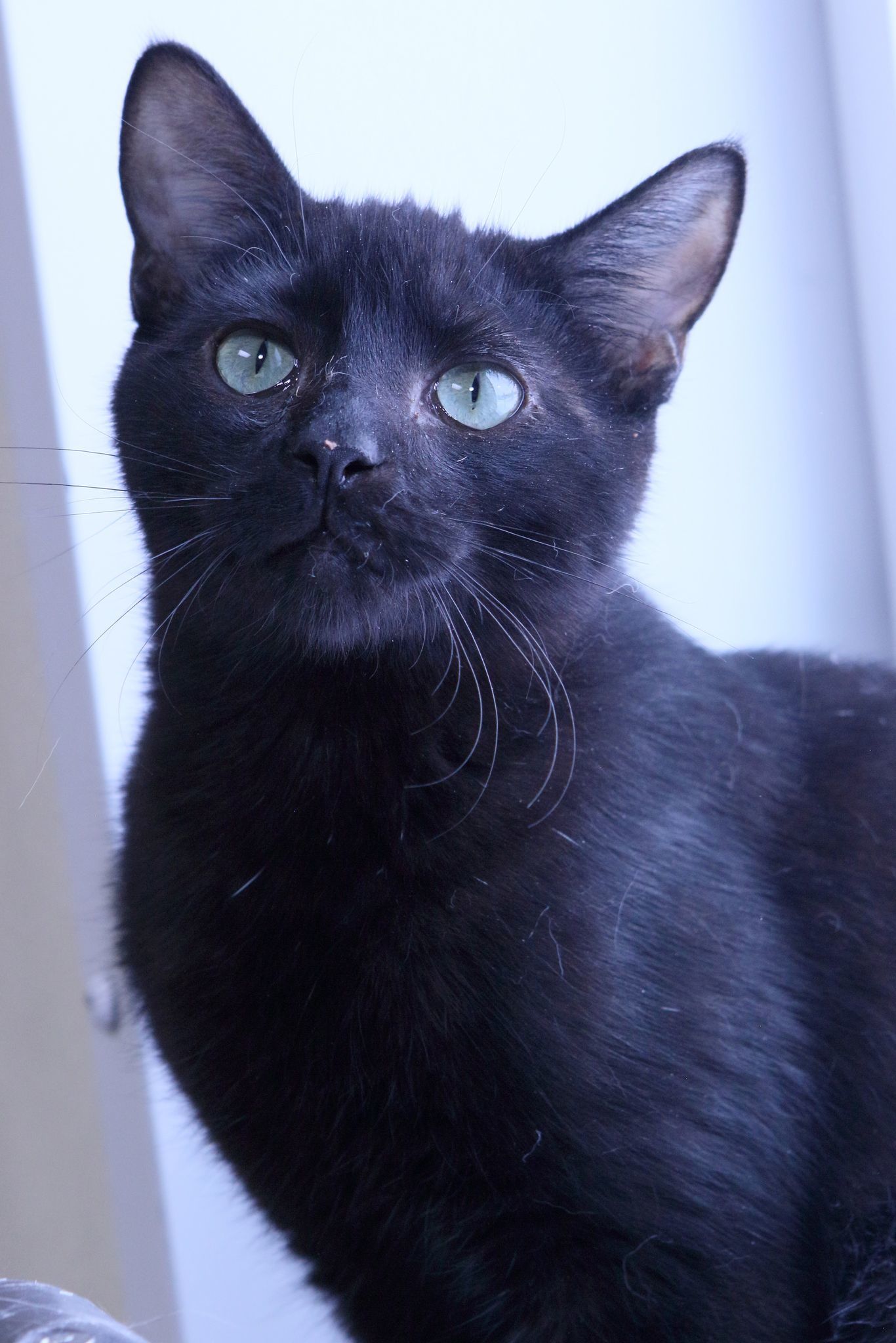 Karina, an adoptable Domestic Short Hair in Austin, MN, 55912 | Photo Image 3