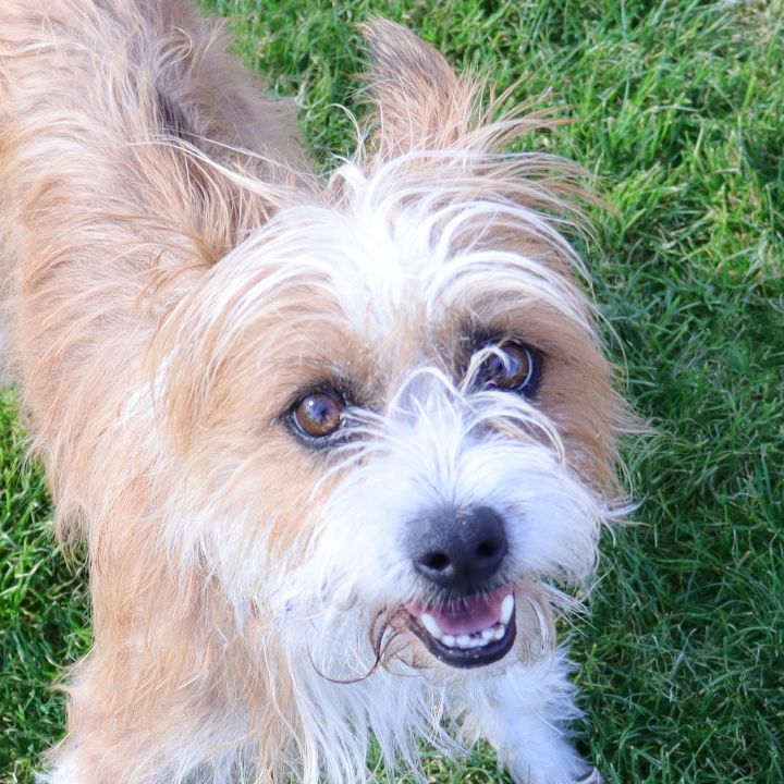 Bonnie, an adoptable Terrier in Clovis, CA_image-2