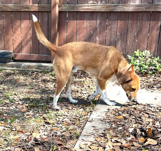 PeeWee, an adoptable Black Mouth Cur, Labrador Retriever in Long Beach, MS, 39560 | Photo Image 2