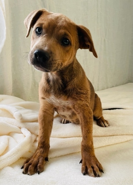 Shepherd and terrier store mix