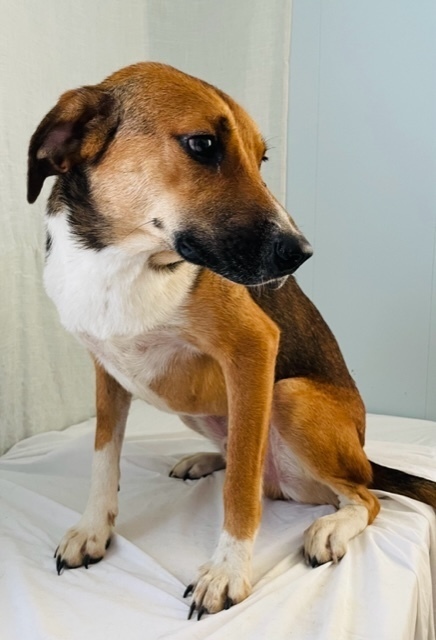 Bruno, an adoptable Black Mouth Cur, Labrador Retriever in Long Beach, MS, 39560 | Photo Image 2