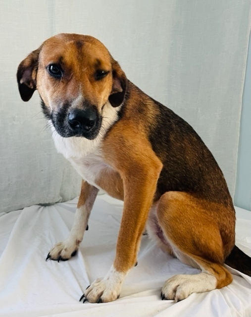 Bruno, an adoptable Black Mouth Cur, Labrador Retriever in Long Beach, MS, 39560 | Photo Image 6