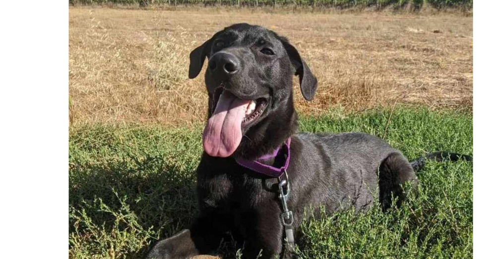 Goose, an adoptable German Shepherd Dog, Mastiff in Santa Rosa, CA, 95401 | Photo Image 1