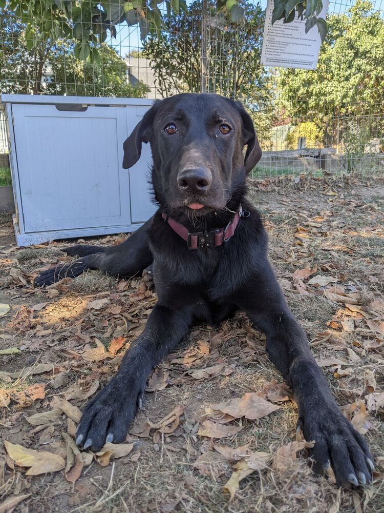 Goose, an adoptable German Shepherd Dog, Mastiff in Santa Rosa, CA, 95401 | Photo Image 2