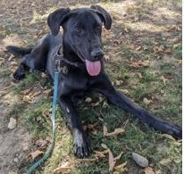 Goose, an adoptable German Shepherd Dog, Mastiff in Santa Rosa, CA, 95401 | Photo Image 3