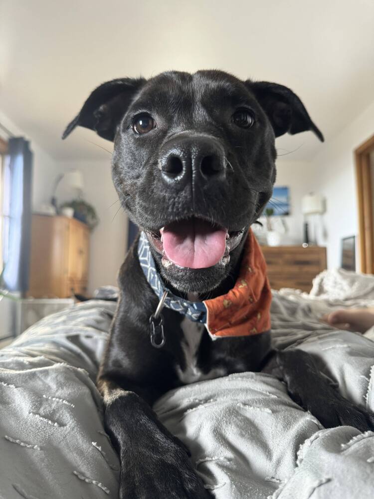 Tulip (Gracie), an adoptable Labrador Retriever in Aulac, NB, E4L 2X2 | Photo Image 1