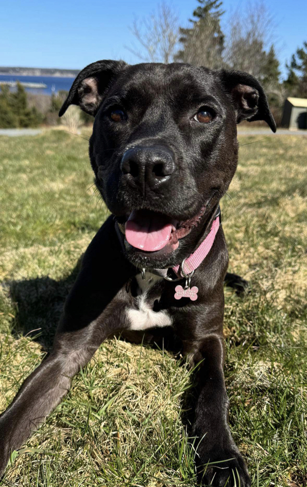 Tulip (Gracie), an adoptable Labrador Retriever in Aulac, NB, E4L 2X2 | Photo Image 2