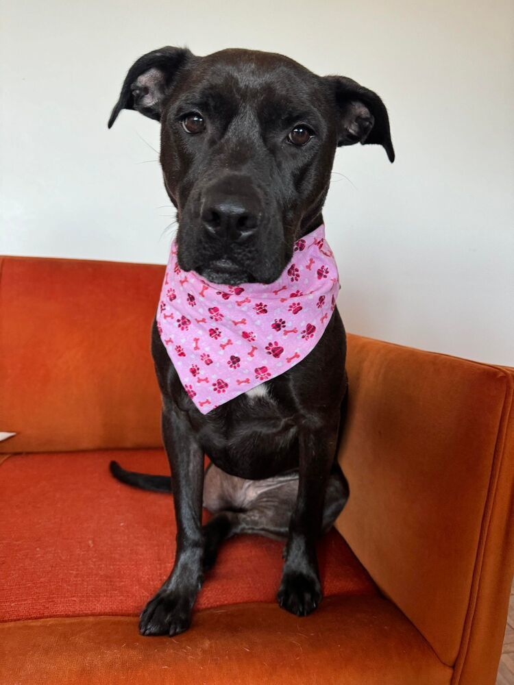 Tulip (Gracie), an adoptable Labrador Retriever in Aulac, NB, E4L 2X2 | Photo Image 3