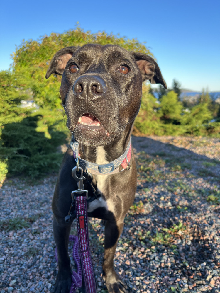 Tulip (Gracie), an adoptable Labrador Retriever in Aulac, NB, E4L 2X2 | Photo Image 4