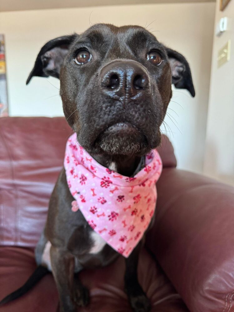 Tulip (Gracie), an adoptable Labrador Retriever in Aulac, NB, E4L 2X2 | Photo Image 5