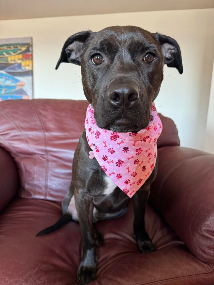 Tulip (Gracie), an adoptable Labrador Retriever in Aulac, NB, E4L 2X2 | Photo Image 6