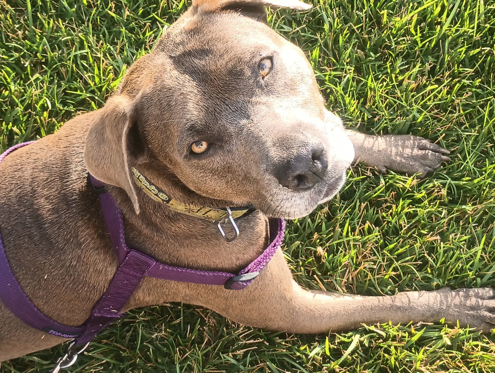 Mocha (Courtesy), an adoptable Staffordshire Bull Terrier in Aurora, CO, 80012 | Photo Image 1