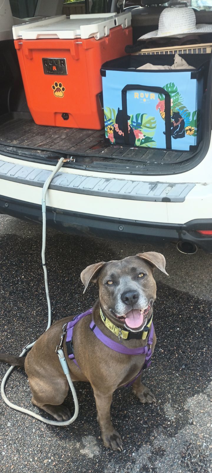 Mocha (Courtesy), an adoptable Staffordshire Bull Terrier in Aurora, CO, 80012 | Photo Image 3