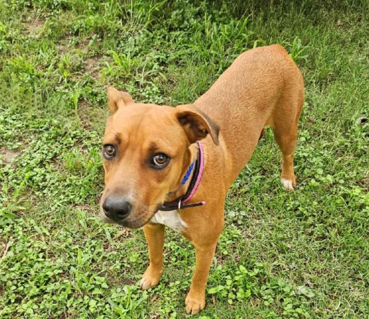 Dog for adoption - Shelby, a Rhodesian Ridgeback & Australian Cattle ...