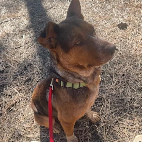 Maverick - LOVES people, Holiday Special $25!, an adoptable Mixed Breed in Flagstaff, AZ, 86004 | Photo Image 6
