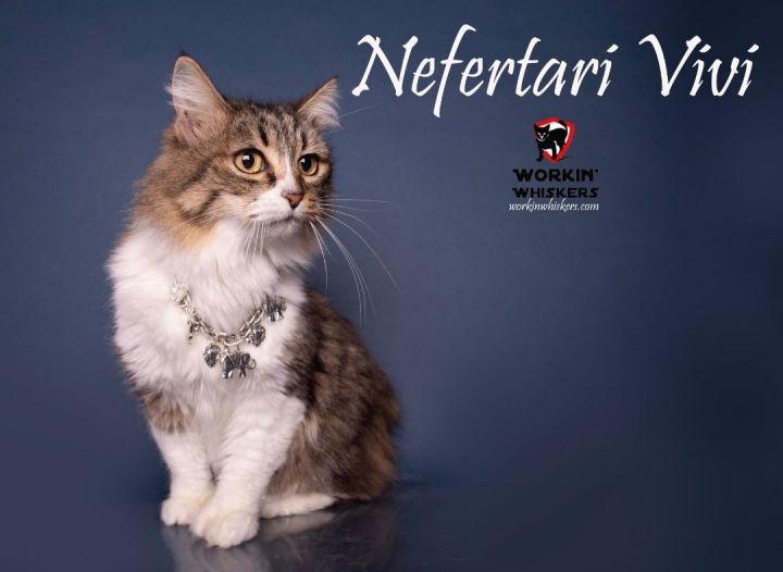 NEFERTARI VIVI, an adoptable Extra-Toes Cat / Hemingway Polydactyl & Manx Mix in HEMET, CA_image-1