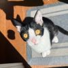Tux, SD