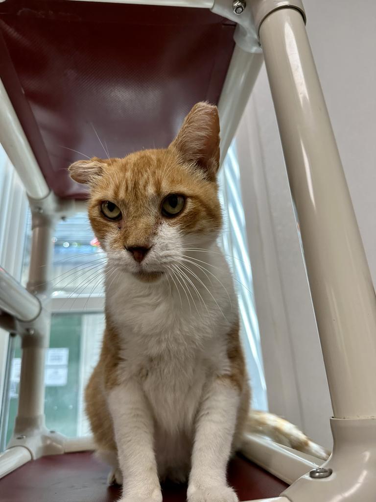 Old Man Sam, an adoptable Domestic Short Hair in Corpus Christi, TX, 78414 | Photo Image 1