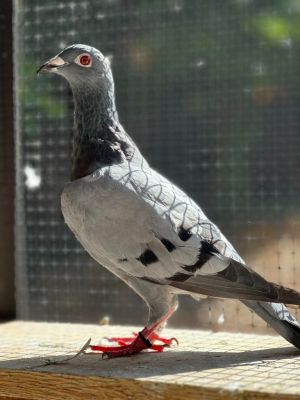 Appletini Pigeon Bird