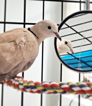 Last July is a shy little ringneck dove who was found injured by an outdoor cat 