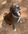 Chester *In Foster Home - Call 334-508-2367 to schedule meeting*
