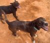 Chester *In Foster Home - Call 334-508-2367 to schedule meeting*