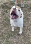 Tillie photo 2