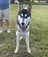Balto Too