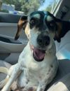 Dot *In Foster Home - Call 334-508-2367 to set up meet and greet*