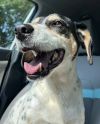 Dot *In Foster Home - Call 334-508-2367 to set up meet and greet*