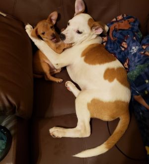 Georgia *In Foster Home - Call 334-508-2367 to set up meet and greet*