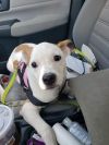Georgia *In Foster Home - Call 334-508-2367 to set up meet and greet*