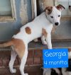 Georgia *In Foster Home - Call 334-508-2367 to set up meet and greet*