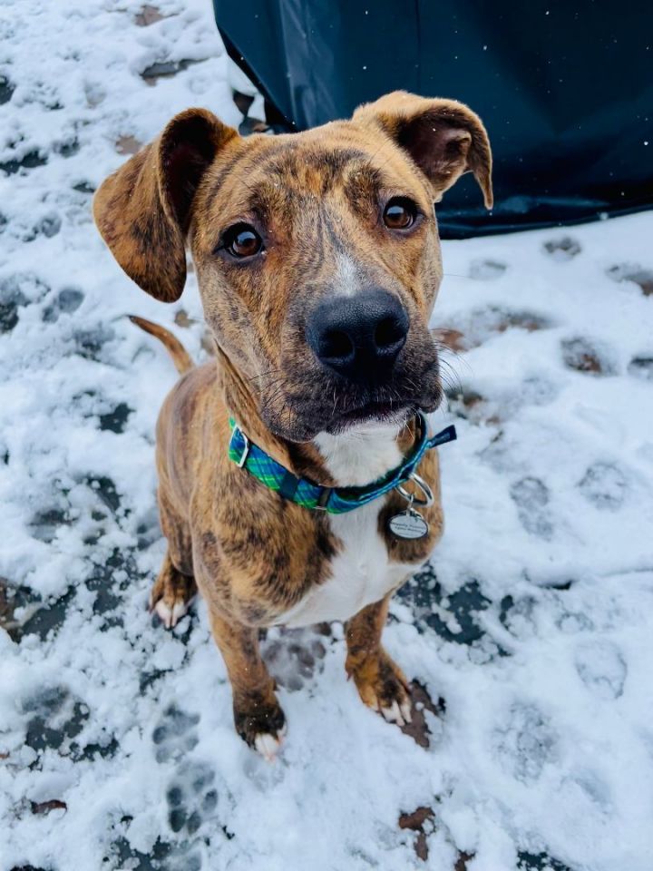 Guinness, an adoptable Plott Hound & Pit Bull Terrier Mix in Bethel, CT_image-4