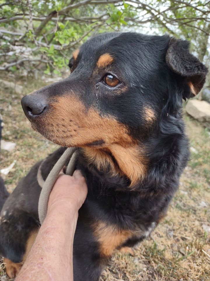 Rottweiler miniature pinscher mix for sale sale