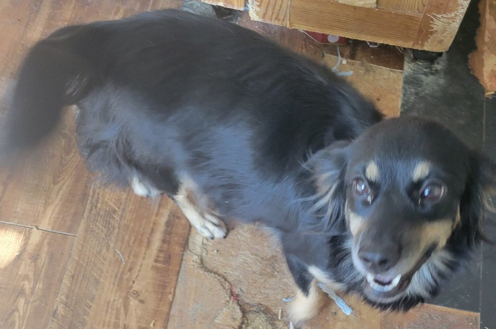 Pansy, an adoptable Spaniel, Chihuahua in San Antonio, TX, 78251 | Photo Image 1